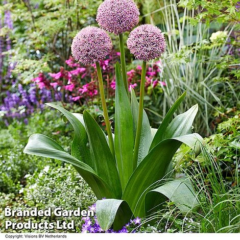 Allium 'Lucky Balloons' 1 Allium 'Lucky Balloons'