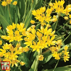 Spring Bulb Variety Bundle -Garden Central Sales Store ALLI MOLLY L028744