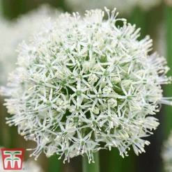 Allium Bumper Pack -Garden Central Sales Store ALLI MOUNTEVER T07810
