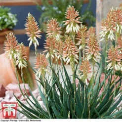 Aloe 'Safari Sunrise' -Garden Central Sales Store ALOE KB4736 D
