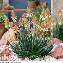 Aloe 'Safari Sunrise' -Garden Central Sales Store ALOE KB4736 E