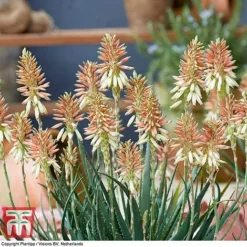 Aloe 'Safari Sunrise' -Garden Central Sales Store ALOE KB4736 F