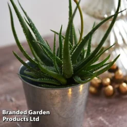 Aloe 'Safari Sunrise' -Garden Central Sales Store ALOE SAFARISUN T44658