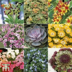 Nurserymans Choice Alpine Mix -Garden Central Sales Store ALPI TKA2334P A