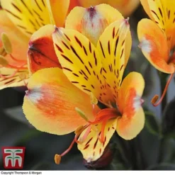 Alstroemeria Summer Trio -Garden Central Sales Store ALST KA9293 D1