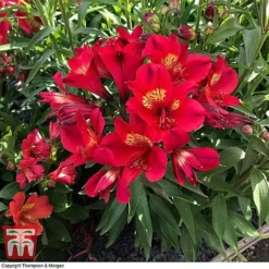 Alstroemeria Summer Trio -Garden Central Sales Store ALST ka9293 C2