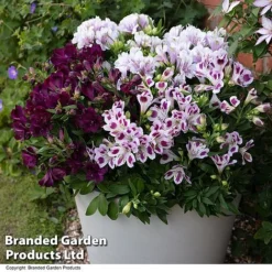 Alstroemeria Inticancha 'Purple Passion Collection' -Garden Central Sales Store ALST PURPLEPAS T44371