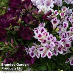 Alstroemeria Inticancha 'Purple Passion Collection' -Garden Central Sales Store ALST PURPLEPAS T44374