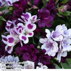 Alstroemeria Inticancha 'Purple Passion Collection' -Garden Central Sales Store ALST PURPLEPAS T44380