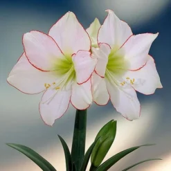 Amaryllis 'Picotee'