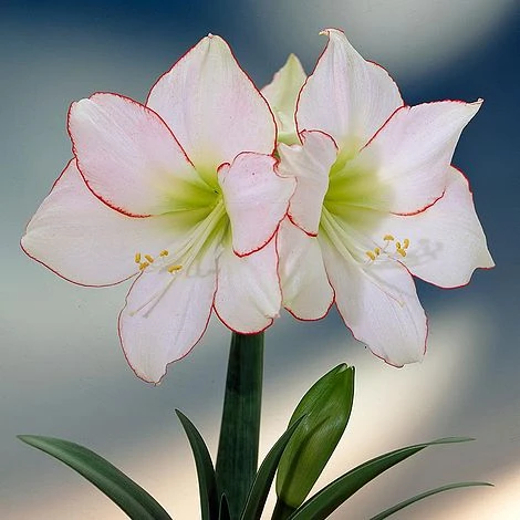 Amaryllis 'Picotee' 1 Amaryllis 'Picotee'
