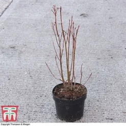 Amelanchier Alnifolia 'Obelisk' -Garden Central Sales Store AMEL 67856 A