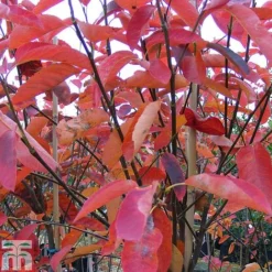 Amelanchier Canadensis -Garden Central Sales Store AMEL TKA0959 A