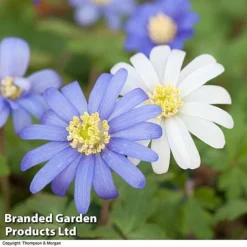 Spring Bulb Variety Bundle -Garden Central Sales Store ANEM WKC8439 B