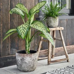 Albero Planter H26Cm D28Cm -Garden Central Sales Store AP28 1copy