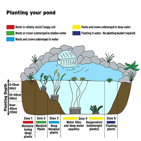 Stratiotes Aloides (Floating Aquatic) 2 Stratiotes Aloides (Floating Aquatic) - Image 2