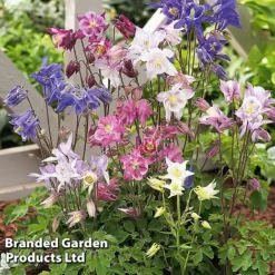 Aquilegia Caerulea 'Biedermeier'