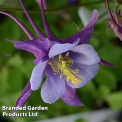 Aquilegia ‘Earlybird™ Purple Blue’ -Garden Central Sales Store AQUI EARLYPURP S40383