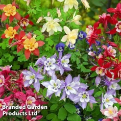 Perennial Eternal Flowering Collection -Garden Central Sales Store AQUI MRSSCOELL L243632021