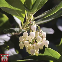 Arbutus Unedo 'Compacta' -Garden Central Sales Store ARBU T13932 A1