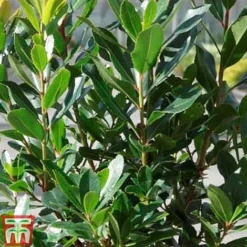 Arbutus Unedo 'Compacta' -Garden Central Sales Store ARBU T13932 C1