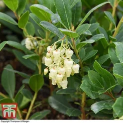 Arbutus Unedo 'Compacta' -Garden Central Sales Store ARBU T28587 A1