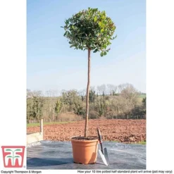 Arbutus Unedo 11 Arbutus Unedo -Garden Central Sales Store ARBU T58130 L