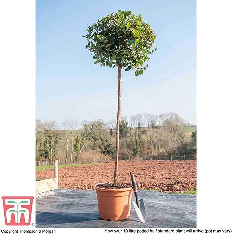 Arbutus Unedo 5 Arbutus Unedo - Image 5