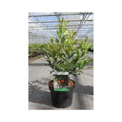 Arbutus Unedo 'Compacta' -Garden Central Sales Store ARBU T66053 A h