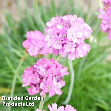 Armeria Maritima 'Splendens' 1 Armeria Maritima 'Splendens'