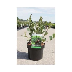 Aronia X Prunifolia 'Autumn Magic' -Garden Central Sales Store ARON T66054 A h