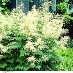 Aruncus Dioicus