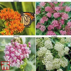 Asclepias Collection