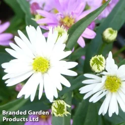 Aster Novi-belgii 'Benary's Composition'