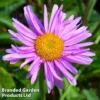 Aster Alpinus 'Happy End'