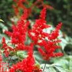 Astilbe Red