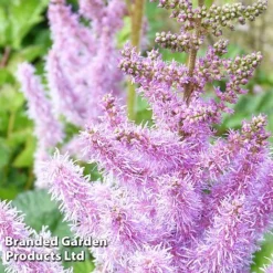 Nurserymans Choice Astilbe -Garden Central Sales Store ASTI CHINENSIS S034342