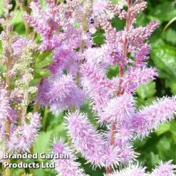 Astilbe Chinensis