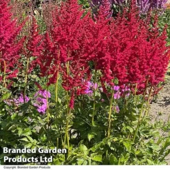 Nurserymans Choice Astilbe -Garden Central Sales Store ASTI HOTPEARLS S28379
