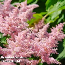 Nurserymans Choice Astilbe -Garden Central Sales Store ASTI LOOKATME L06779