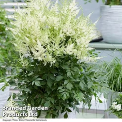 Nurserymans Choice Astilbe -Garden Central Sales Store ASTI MOJITO S25072