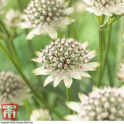 Astrantia Major 'Star Of Billion' -Garden Central Sales Store ASTR TKA0917 B