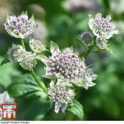 Astrantia Major 'Star Of Billion' -Garden Central Sales Store ASTR TKA0917 C