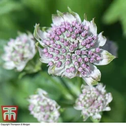 Astrantia Major 'Star Of Billion'