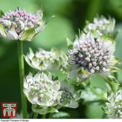Astrantia Major 'Star Of Billion' -Garden Central Sales Store ASTR TKA0917 E