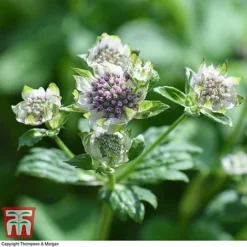 Astrantia Major 'Star Of Billion' -Garden Central Sales Store ASTR TKA0917 F