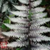 Athyrium Niponicum Var. Pictum 'Burgundy Lace'