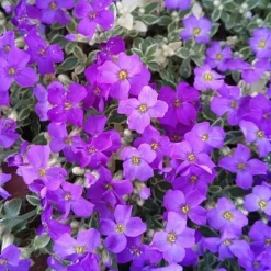 Aubrieta 'Dr. Mules Variegata' -Garden Central Sales Store AUBR T58326 C