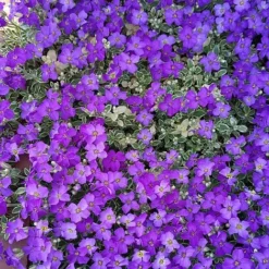 Aubrieta 'Dr. Mules Variegata' -Garden Central Sales Store AUBR T58326 D