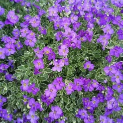 Aubrieta 'Dr. Mules Variegata' -Garden Central Sales Store AUBR T58326 E